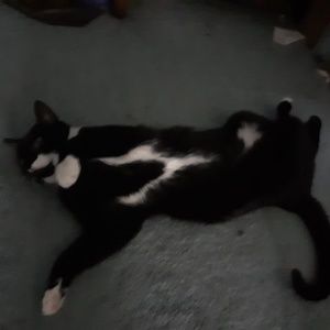 Meet your Posher, Summer